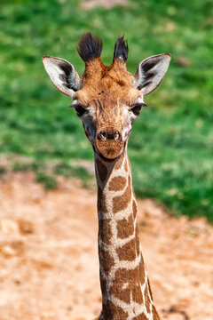 Fauna africana