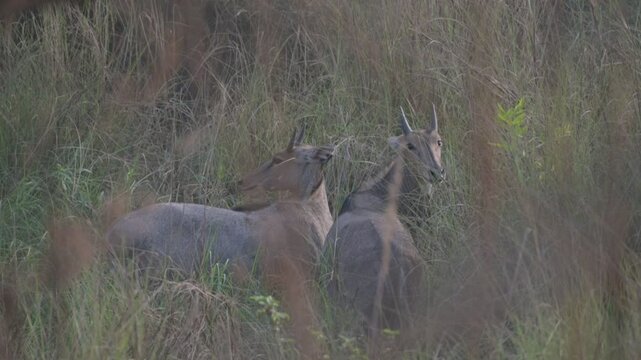 herd of nilgai in grassland, bluebull in river Falgu, Bihar India