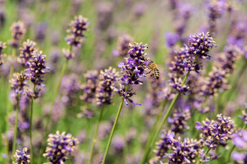 Obraz premium bee on a lavender blossom