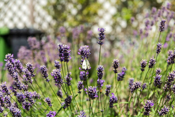 butterfly on lavender