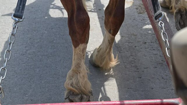 hoof and legs of a powerful Mackinac Island team of working horses pulling a wagon of tourists