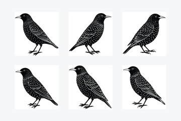 Starling bird vector illustration silhouette image icon
