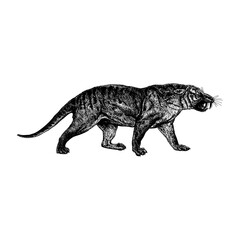 Thylacosmilus hand drawing vector isolated on background.