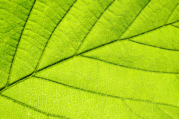 Macro shot of a leaf. Foliage nature background.
