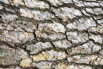 Close-up texture of gray pine treebark. Absract nature background.
