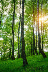 Obraz premium Grove of birches with young green leaves at sunset or sunrise in spring or summer.