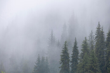 Gradient natural mountain background of forest and tall fir trees in thick fog during rain