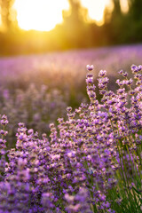 Naklejka premium Blooming violet fragrant lavender flower fields at sunset