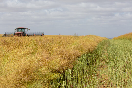 Machine cutting canola into rows (windrows) on a farm