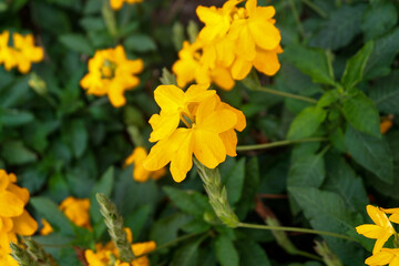 Close up Bright yellow firecracker flowers