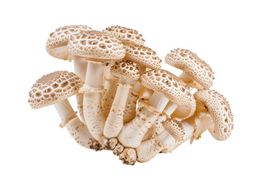 Cauliflower mushrooms isolated on white background with clipping path, depth of field