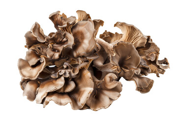 Maitake mushrooms isolated on white background with clipping path, depth of field