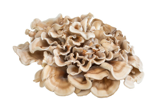 Maitake mushrooms isolated on white background with clipping path, depth of field