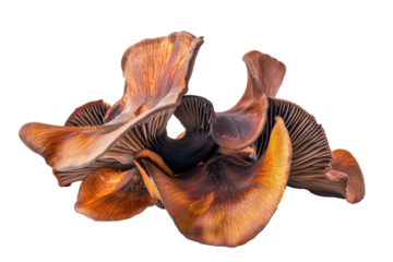 Wood Ear mushrooms isolated on white background with clipping path, depth of field