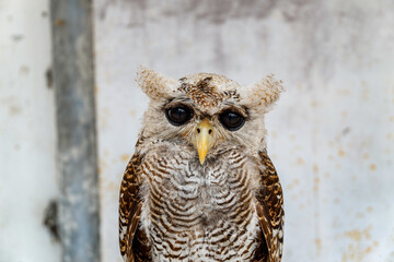portrait of owl making eye contact