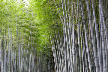 Fototapeta premium Arashiyama Bamboo Forest, Bamboo Grove Kyoto, Japan