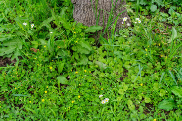 Obraz premium 野草と花