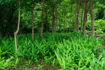 Obraz premium 木漏れ日の林