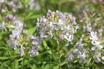 Saponaria officinalis, common soapwort in garden.