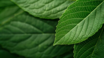 Fototapeta premium Detailed green foliage texture