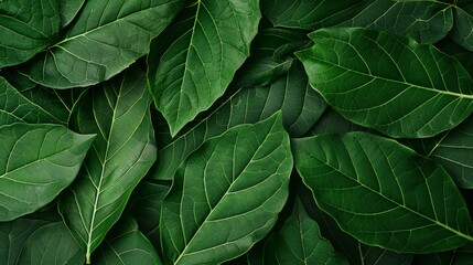 Fototapeta premium Detailed green foliage texture