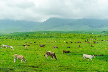 Obraz premium Nalati Grassland beautiful natural valley scenery in Xinjiang, China