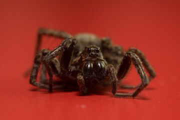 Schöne Nahaufnahme einer Trichter Spinne mit roten Hintergrund.