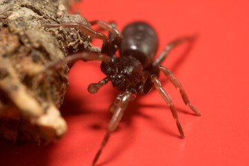 Schöne Nahaufnahme einer Trichter Spinne mit roten Hintergrund.