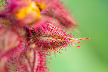 Garten, Pflanzen, Cannabis, Hanf, Beeren, Drüsen, klebrig, Früchte, grün, Weinbeeren, Obst,...