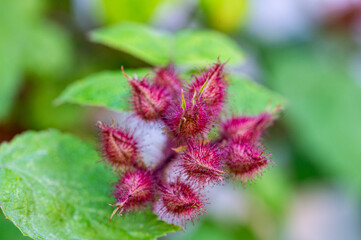 Garten, Pflanzen, Cannabis, Hanf, Beeren, Drüsen, klebrig, Früchte, grün, Weinbeeren, Obst,...