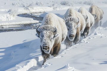 Naklejka premium A small herd of bison walking through deep snow along the banks of a river in Yellowstone National Park with fur completely encased in hoarfrost thanks to the minus forty degree temperatures.