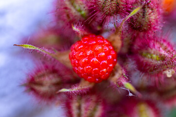 Garten, Pflanzen, Cannabis, Hanf, Beeren, Drüsen, klebrig, Früchte, grün, Weinbeeren, Obst,...