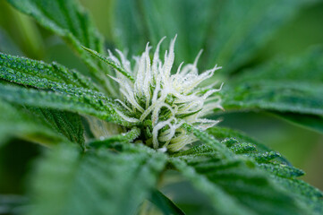 Garten, Pflanzen, Cannabis, Hanf, Beeren, Drüsen, klebrig, Früchte, grün, Weinbeeren, Obst,...