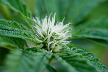 Garten, Pflanzen, Cannabis, Hanf, Beeren, Drüsen, klebrig, Früchte, grün, Weinbeeren, Obst,...