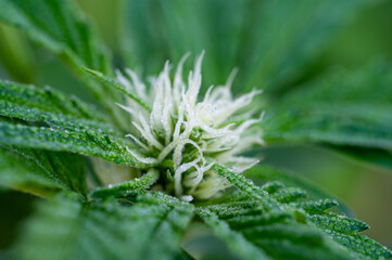 Garten, Pflanzen, Cannabis, Hanf, Beeren, Drüsen, klebrig, Früchte, grün, Weinbeeren, Obst,...