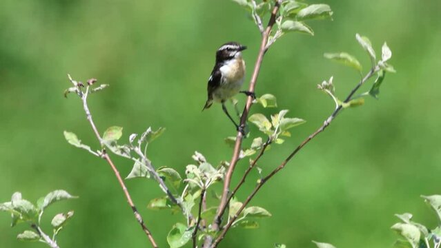  A male common whinchat sits on a green branch and sings its song toward the camera lens on a sunny summer day with green background.