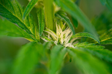 Garten, Pflanzen, Cannabis, Hanf, Beeren, Drüsen, klebrig, Früchte, grün, Weinbeeren, Obst, ernten, genießenGarten, Pflanzen, Cannabis, Hanf, Beeren, Drüsen, klebrig, Früchte, grün, Weinbeeren, Obst, 