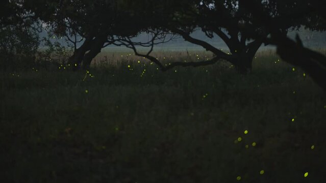 Timelapse of fireflies dance in shot in north indian jungle at night with moon, milky way and stars, Bihar, India