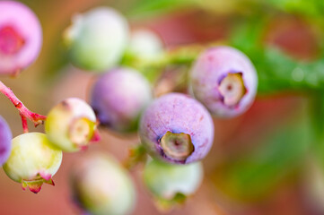 Garten, Pflanzen, Cannabis, Hanf, Beeren, Drüsen, klebrig, Früchte, grün, Weinbeeren, Obst,...