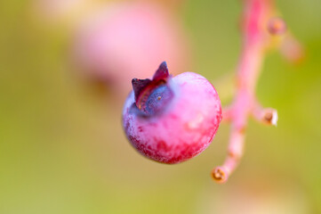 Garten, Pflanzen, Cannabis, Hanf, Beeren, Drüsen, klebrig, Früchte, grün, Weinbeeren, Obst,...
