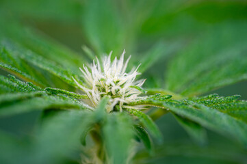 Garten, Pflanzen, Cannabis, Hanf, Beeren, Drüsen, klebrig, Früchte, grün, Weinbeeren, Obst, ernten, genießenGarten, Pflanzen, Cannabis, Hanf, Beeren, Drüsen, klebrig, Früchte, grün, Weinbeeren, Obst, 