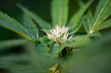 Garten, Pflanzen, Cannabis, Hanf, Beeren, Drüsen, klebrig, Früchte, grün, Weinbeeren, Obst,...