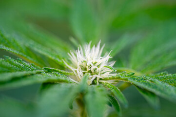 Garten, Pflanzen, Cannabis, Hanf, Beeren, Drüsen, klebrig, Früchte, grün, Weinbeeren, Obst,...