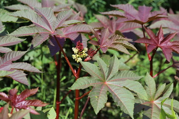 Ricinus communis, also known as castor bean or castor oil plant.