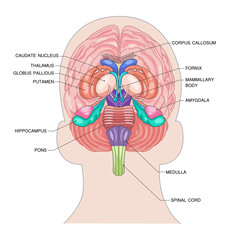 Fototapeta premium Silhouette of a Human head with brain vector consisting of important parts of the human brain.