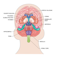 Fototapeta premium Silhouette of a Human head with brain vector consisting of important parts of the human brain.