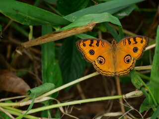 The Peacock Pansy ( Junonia almana ) butterfly on leaf with natural green background, Pattern similar to the eyes on the wing of orange color insect