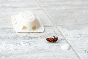 A twisted dead cockroach with a trap and a drop of poison in the background