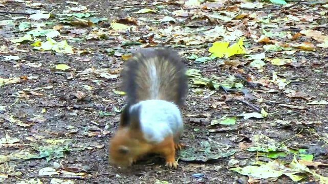 Lone cute squirrel(sqiuridae latin family name) looking for food in the forest area