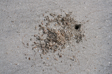 sand on the beach When the sea level receded, shells and holes of small blue crabs were visible.